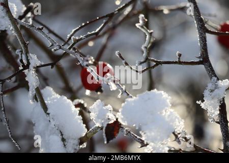 Der Schnee schmilzt sanft in der Mittagssonne Stockfoto