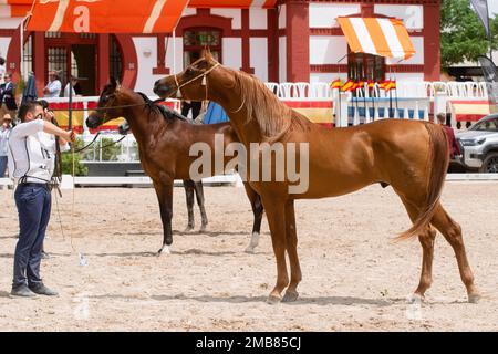 Wunderschöner Kastanienhengst in der arabischen Pferdeshow auf der Jerez Horse Fair vom 12. Bis 2022. Mai Stockfoto