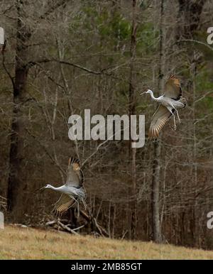 Sandhill Cranes im Hiwassee Wildlife Refuge in Birchwood, Tennessee Stockfoto