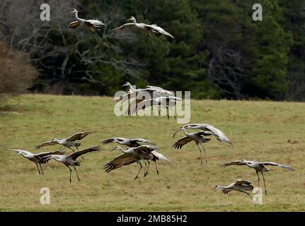 Sandhill Cranes im Hiwassee Wildlife Refuge in Birchwood, Tennessee Stockfoto