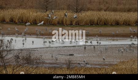 Sandhill Cranes im Hiwassee Wildlife Refuge in Birchwood, Tennessee Stockfoto