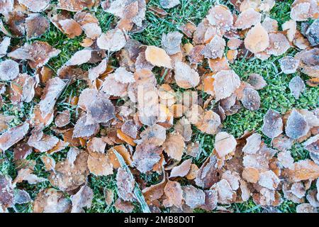 Gefrorene silberne Birkenblätter auf Rasen, Großbritannien. Stockfoto