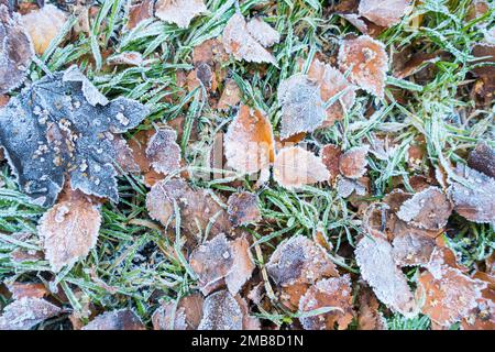 Gefrorene silberne Birkenblätter auf Rasen, Großbritannien. Stockfoto