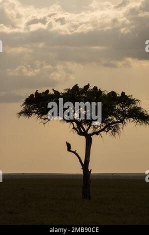 Geier auf Akazienbaum in der Masi Mara Afrika Sonnenuntergang Silhouette ein einsamer Geier aus der Menge Stockfoto