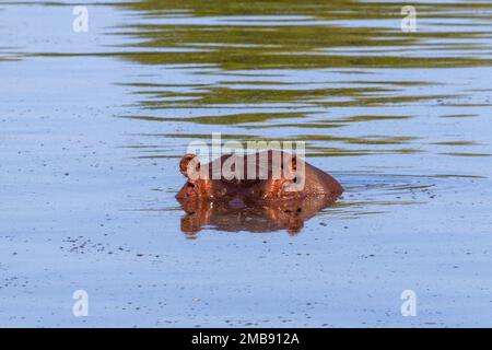 Nahaufnahme eines Nilpferdes, das aus dem Wasser in einen See schaut Stockfoto