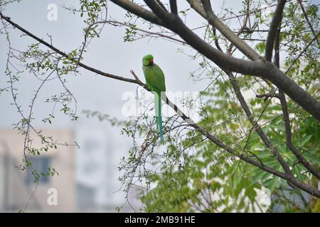 Sittich mit Rosenhalsausschnitt (männlich) auf dem Dachgarten posiert für Porträts in Dhaka, Bangladesch Stockfoto