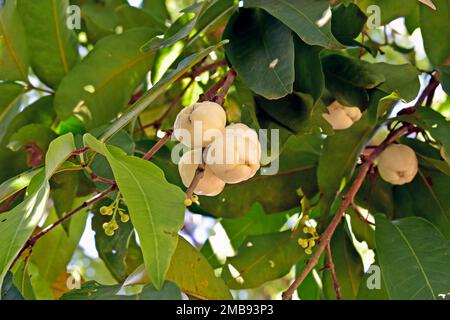 Wässriger Rosenapfel, Wasserapfel oder Glockenfrüchte (Syzygium aqueum) auf Bäumen in Rio de Janeiro Stockfoto