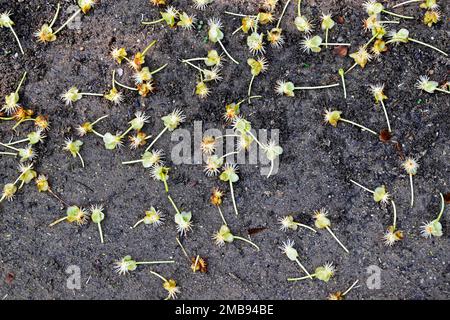 Kleine Blumen fielen auf den Waldboden Stockfoto