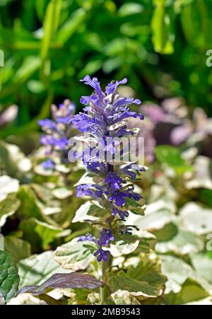 Blaues Horn, Bugleherb oder Bugleweed-Blumen (Ajuga-Reptane) im Garten Stockfoto