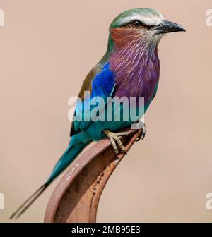 Coracias caudatus Stockfoto