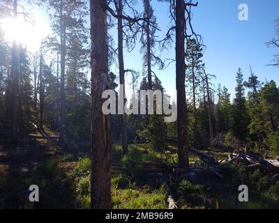 Indian Springs Trail im Apache-Sitgreaves National Forest mit sonnigen Hintergrund Stockfoto