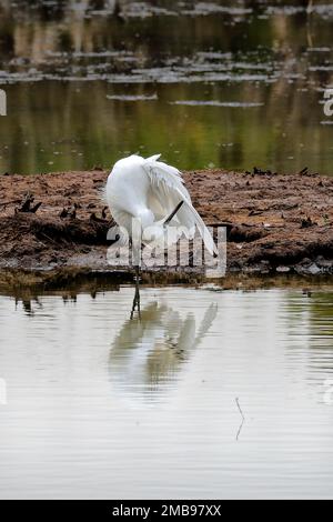 Great White Egret Vorspeise Stockfoto