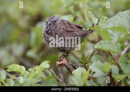 Nahaufnahme linkes Profilbild eines jungen Dunnock (Prunella modularis) mit Kopf-zu-Gesicht-Kamera, hoch oben auf einer Hecke in Wales, Großbritannien Stockfoto