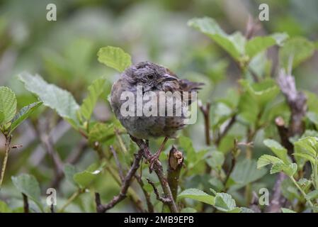 Nahaufnahme eines jungen Dunnock (Prunella modularis) auf einer Hecke, in Richtung Kamera, mit dem Kopf nach rechts in Wales (Großbritannien) im Sommer Stockfoto