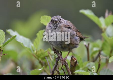 Nahaufnahme eines jungen Dunnock (Prunella modularis), der im August in Wales (Großbritannien) auf einem Zweig auf einer Hecke steht und in die Kamera blickt Stockfoto