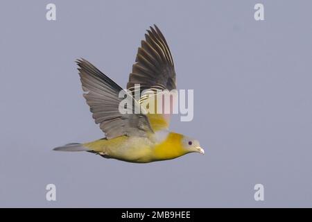 Gelbfußtaube (Treron phoenicopterus) im Flug Stockfoto