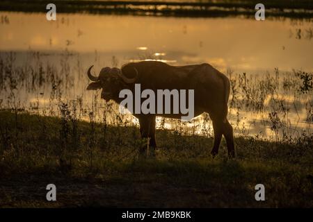 Cape Buffalo steht in Silhouette am Flussufer Stockfoto