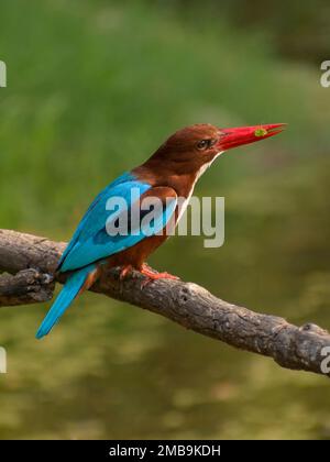Weißkehlchen-Königsfischer (Halcyon smyrnensis) mit Beute Stockfoto