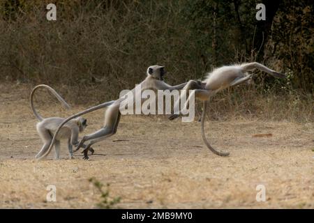 hanuman- oder graue Lanugur (Semnopithecus)junge Spielkämpfe Stockfoto
