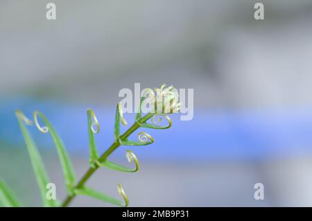 Pteris vittata oder Pteris vittata L oder Farn , Farnpflanze im Garten Stockfoto