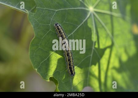 Caterpillar von Big White Butterfly (Pieris brassicae) auf einem Backlit Nasturtium Leaf im September in Wales, Großbritannien Stockfoto