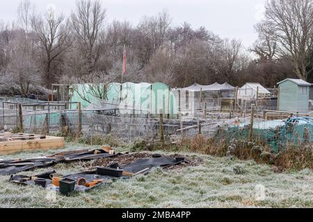 Frostige Zuteilungen, Zuteilungsgärten im Winter, England, Großbritannien Stockfoto