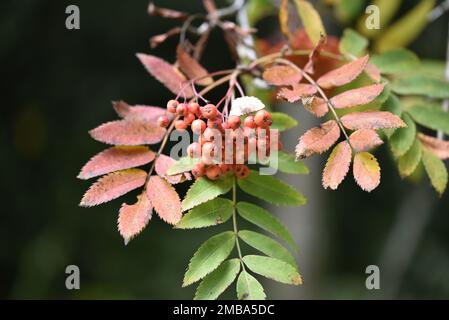 Nahaufnahme eines im Herbst in Wales (Großbritannien) im September gemachten Zweigblattes aus Rowan Tree (Sorbus aucuporia) mit Beeren Stockfoto