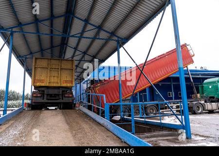 Ein Laster entlädt Kartoffeln in einer Stärkefabrik Stockfoto