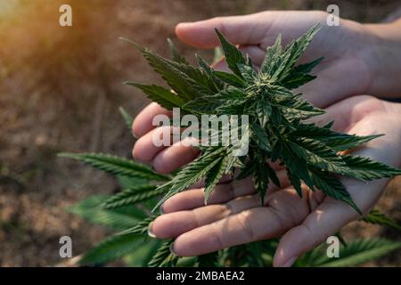 Eine Frau, die Cannabis in der Hand hält, die auf dem Bauernhof angebaut wird Stockfoto
