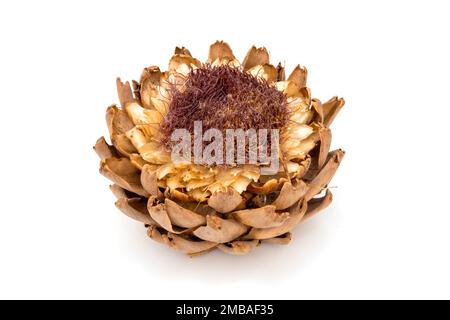 Zierartischocke (Cynara cardunculus Scolymus) auf weißem Hintergrund Stockfoto