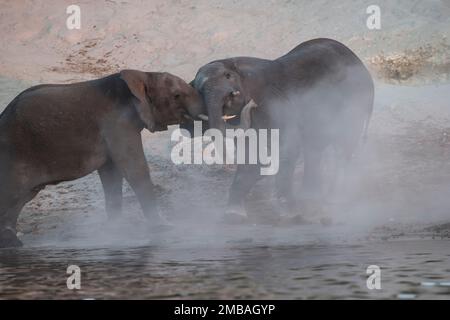 Zwei verspielte afrikanische Elefanten Loxodonta africana genießen ein Staubbad in der Dämmerung am Ufer des Flusses Chobe in Botswana Stockfoto