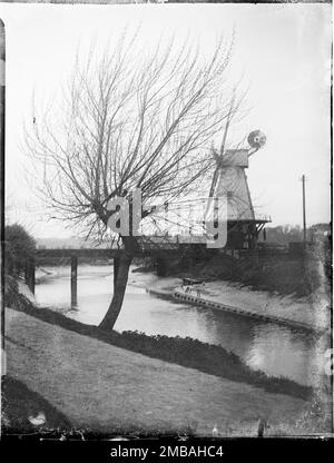 Rye Windmill, Ferry Road, Rye, Rother, East Sussex, 1905. Blick auf einen Weidenbaum am Ufer des Flusses Tillingham mit Rye Windmill dahinter. Die auf dem Foto gezeigte Kaschmirmühle brannte später im Jahr 1930 nieder, und eine weitere wurde auf dem Gelände errichtet. Stockfoto