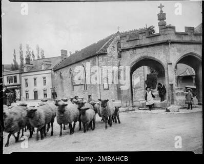 Market Cross, Cheddar, Sedgemoor, Somerset, 1907. Schafe, die am Marktkreuz in Cheddar vorbeigeschoben werden, während Kinder zusehen. Stockfoto