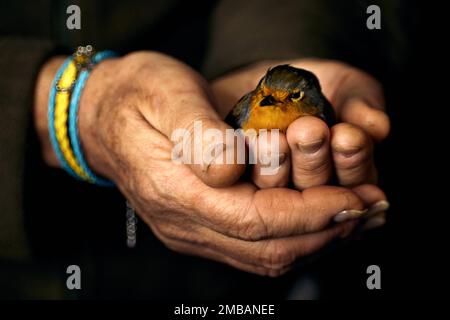 Eine unbekannte Frau mit einem Armband in den Farben der ukrainischen Flagge an der Hand hält einen Vogel Stockfoto