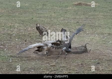 Eine Gruppe von Geiern, die in der Dämmerung um einen gnu-Kadaver kämpfen, in der afrikanischen Savanne in Tansania. Stockfoto