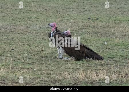 Zwei Aasgeier, die mit dem Bläschen auf einem Feld in der afrikanischen Savanne in Tansania standen. Stockfoto