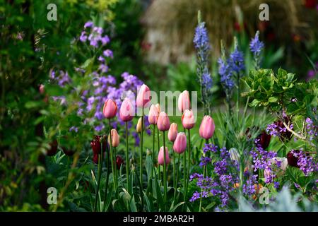 tulpenlachs Impression, tulipa Lachs Impression, Lachs-Aprikosenblüten, darwin Hybrid, camassia und Tulpen, blaue und rosa Tulpen, Frühling im Garten, RM Stockfoto