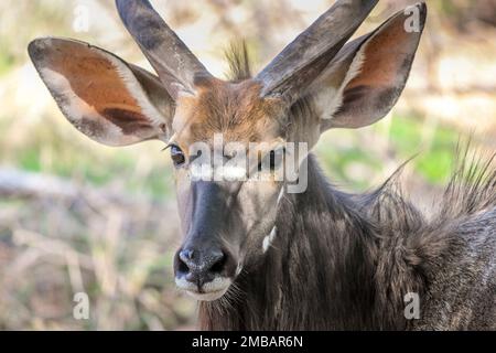 Nyala Antelope in Kruger Game Reserve, Südafrika Stockfoto