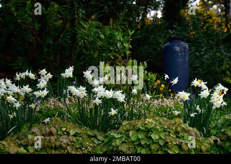narzisse, Narzissen, Narzisse in einem Waldgarten, Waldgarten, Frühling im Waldgarten, Narzissen mit Epimedium, Laub, Blättern untergepflanzt Stockfoto