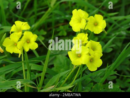 Frühling. Oxalidaceae. Gelber Holzsorrel – Oxalis pes-caprae in Blüte. Auch bekannt als Yellow Shamrock oder Florida Buttercup (USA) Frühling - Portugal. Stockfoto