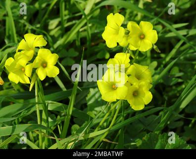 Frühling. Oxalidaceae. Gelber Holzsorrel – Oxalis pes-caprae in Blüte. Auch bekannt als Yellow Shamrock oder Florida Buttercup (USA) Frühling - Portugal. Stockfoto