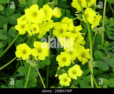 Frühling. Oxalidaceae. Gelber Holzsorrel – Oxalis pes-caprae in Blüte. Auch bekannt als Yellow Shamrock oder Florida Buttercup (USA) Frühling - Portugal. Stockfoto