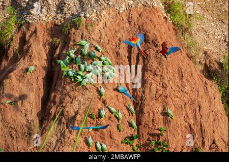 Aras und Papageien im Clay Lack im Tambopata National Reserve, Peru Stockfoto