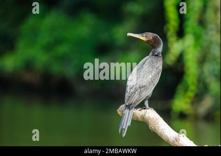 Neotropes Kormoran (Phalacrocorax brasilianus) im Manu-Nationalpark, Peru Stockfoto