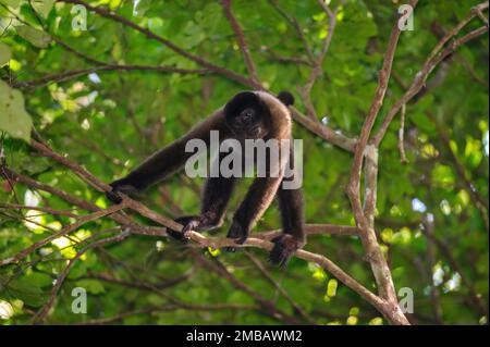 Brauner Wooly-Affe in den Baumkronen des Amazonas-Regenwalds, Manu-Nationalpark, Peru Stockfoto