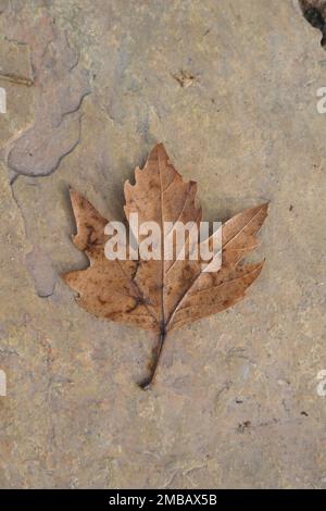 Herbstblatt aus Ahornholz, das auf der steinigen Textur liegt Stockfoto