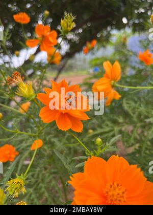 Eine vertikale Nahaufnahme von blühenden orangefarbenen Schwefel-Kosmos-Blumen in einem Garten Stockfoto