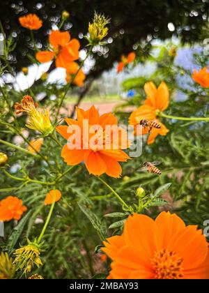 Eine vertikale Nahaufnahme von blühenden orangefarbenen Schwefel-Kosmos-Blumen in einem Garten Stockfoto