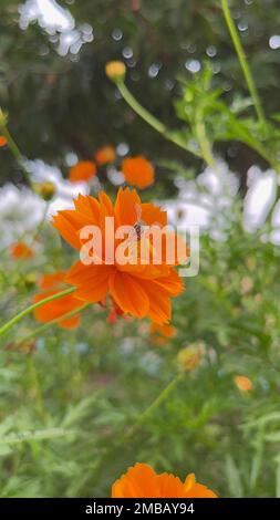 Eine vertikale Nahaufnahme von blühenden orangefarbenen Schwefel-Kosmos-Blumen in einem Garten Stockfoto