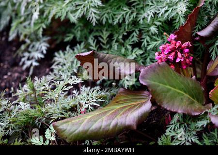 Bergenia cordifolia Purpurea, Rosa Blumen, Elefantenohren, Blätter, Blätter, Bronzeblätter, Bronzeblätter, Zwergblüten Stockfoto